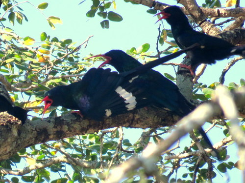 Phoeniculus purpureus