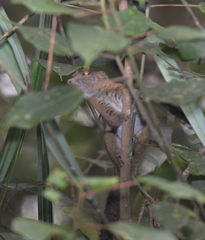 Callosciurus orestes