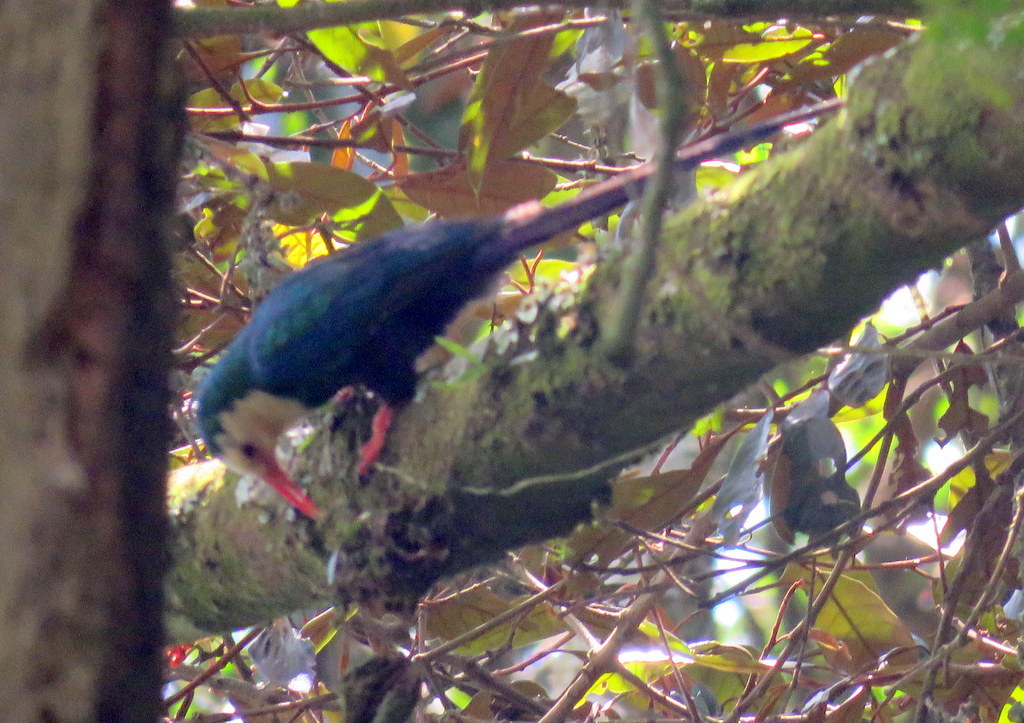 White-headed Wood Hoopoe (Phoeniculus bollei), photo 4