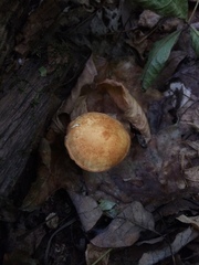Marasmius strictipes