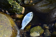 Alosa pseudoharengus