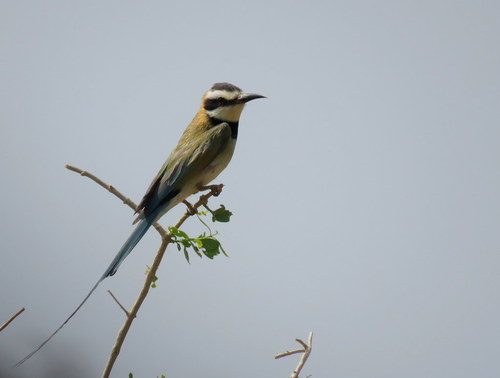 Merops albicollis