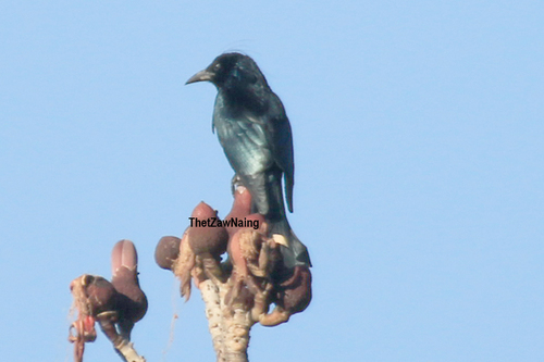 Hair-crested Drongo