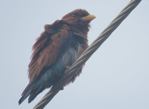 Eurystomus glaucurus