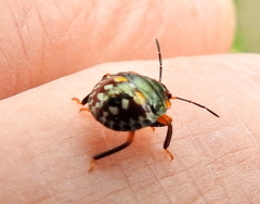 Caura rufiventris
