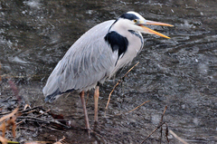 Ardea cinerea