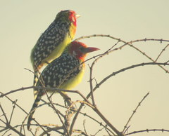 Trachyphonus erythrocephalus