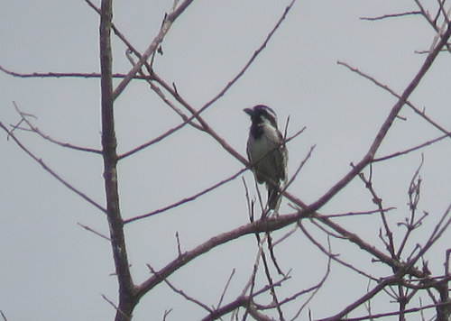 Tricholaema melanocephala