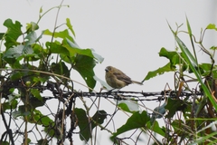 Sporophila nigricollis