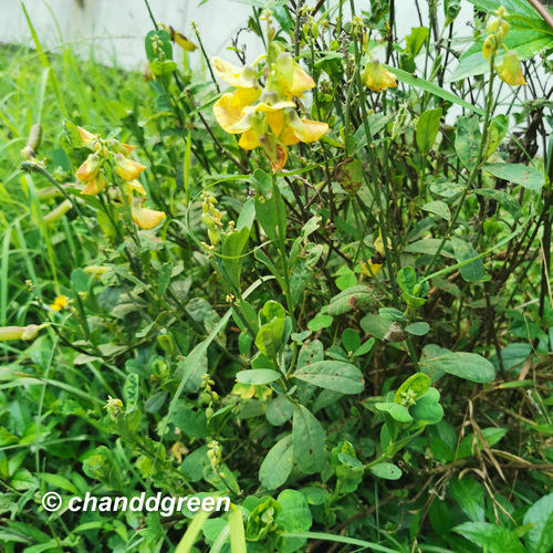 Crotalaria assamica iNat (2)