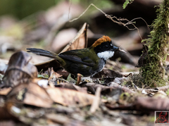 Arremon brunneinucha