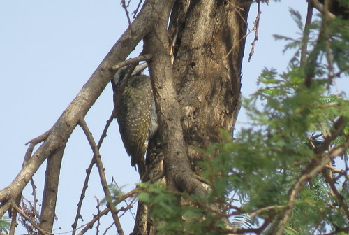 Chloropicus namaquus