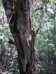 Lysiloma divaricatum