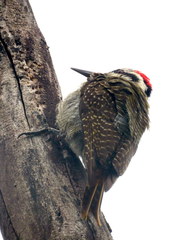 Chloropicus namaquus