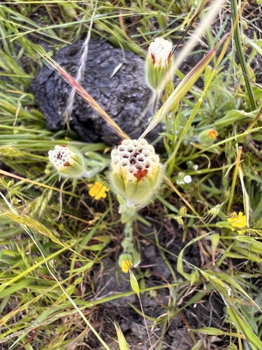 iNaturalist observation photo of Blow Wives