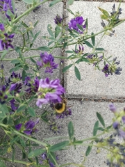 Bombus