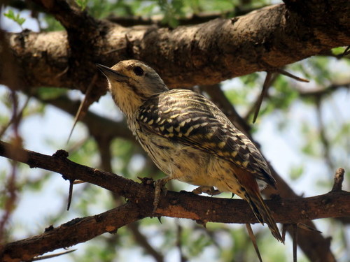 Dendropicos fuscescens