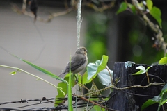 Sporophila nigricollis