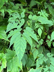 Chinese Astilbe (Astilbe chinensis)
