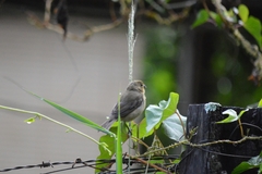 Sporophila nigricollis