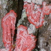 Christmas Lichen - Photo (c) Mary Keim, some rights reserved (CC BY-NC-SA)