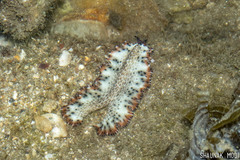 Maritigrella makranica