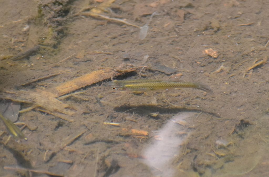 Weed Shiner from North University, Austin, TX 78705, USA on July 10 ...