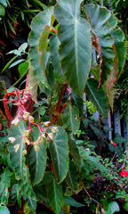 Begonia angularis