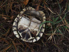 Terrapene carolina carolina