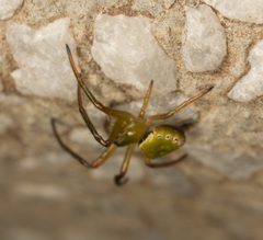 Araneus viridiventris