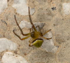 Araneus viridiventris