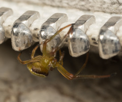 Araneus viridiventris