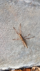 Anisomorpha ferruginea