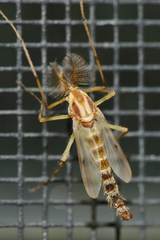 Chironomus crassicaudatus