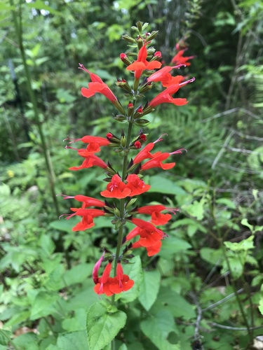 Salvia coccinea