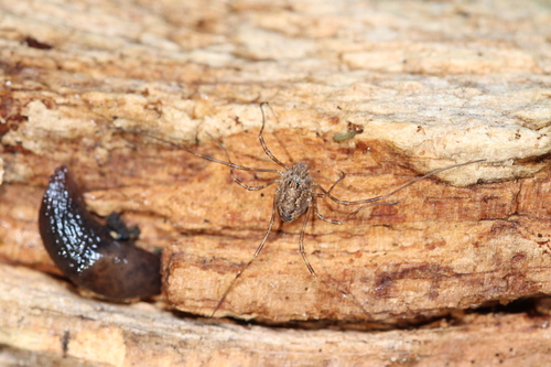 Spring Harvestman, 1761 Anna Paulowna, Nederland, photo 9 of 10
