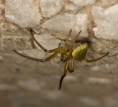 Araneus viridiventris