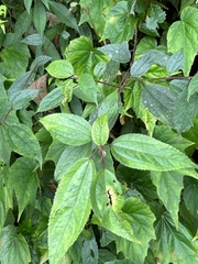 Pedunculate stinging nettle (Oreocnide pedunculata)