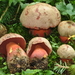 Boletes and Allies - Photo (c) Marco Floriani, some rights reserved (CC BY-NC), uploaded by Marco Floriani