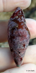 Mitridae