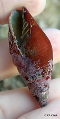 Mitridae