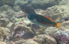 Stethojulis balteata