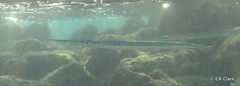 Platybelone argalus