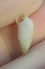 Cerithiidae