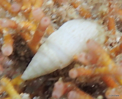 Cerithiidae