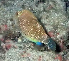 Canthigaster amboinensis