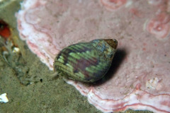 Eulithidium pulloides