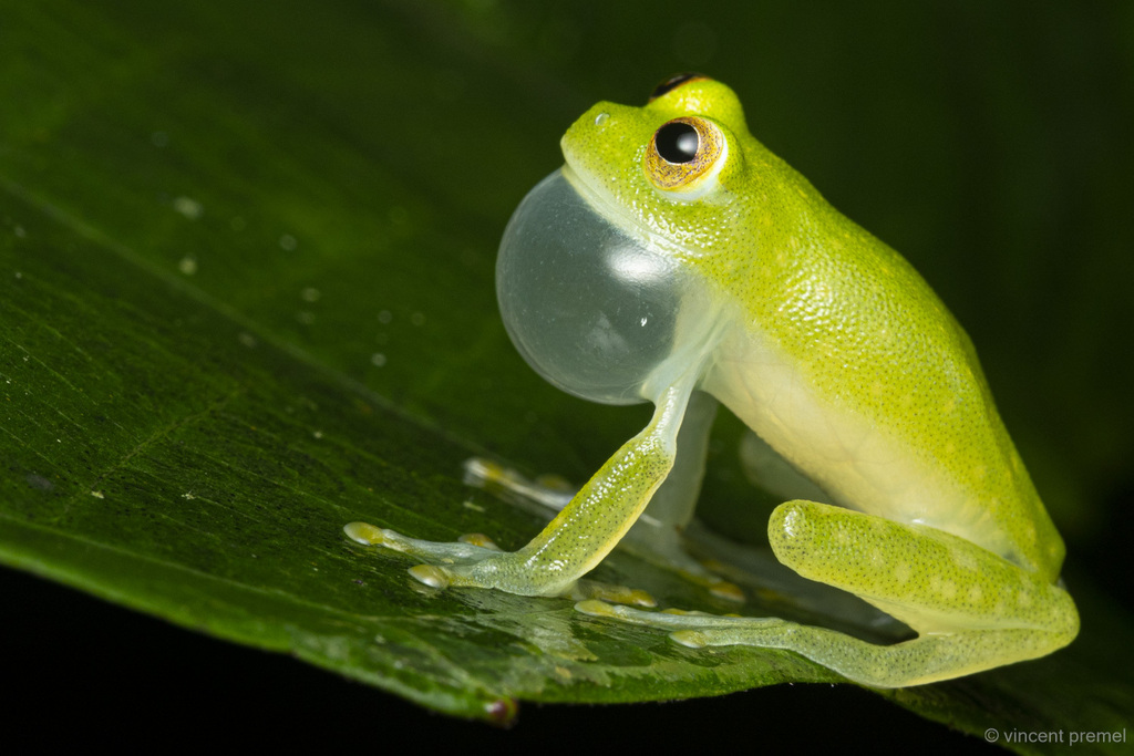 Hyalinobatrachium mondolfii
