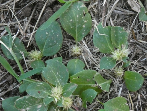 Alternanthera pungens iNat (2)