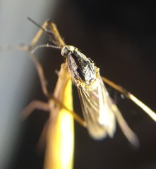 Psorophora howardii